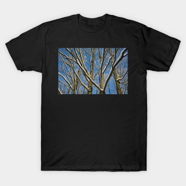 Oak forest in the winter T-Shirt by naturalis